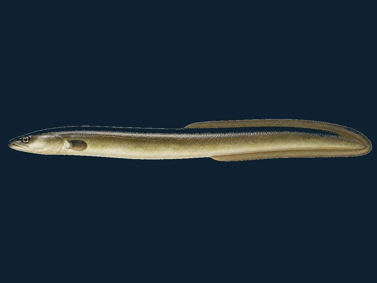 Ål