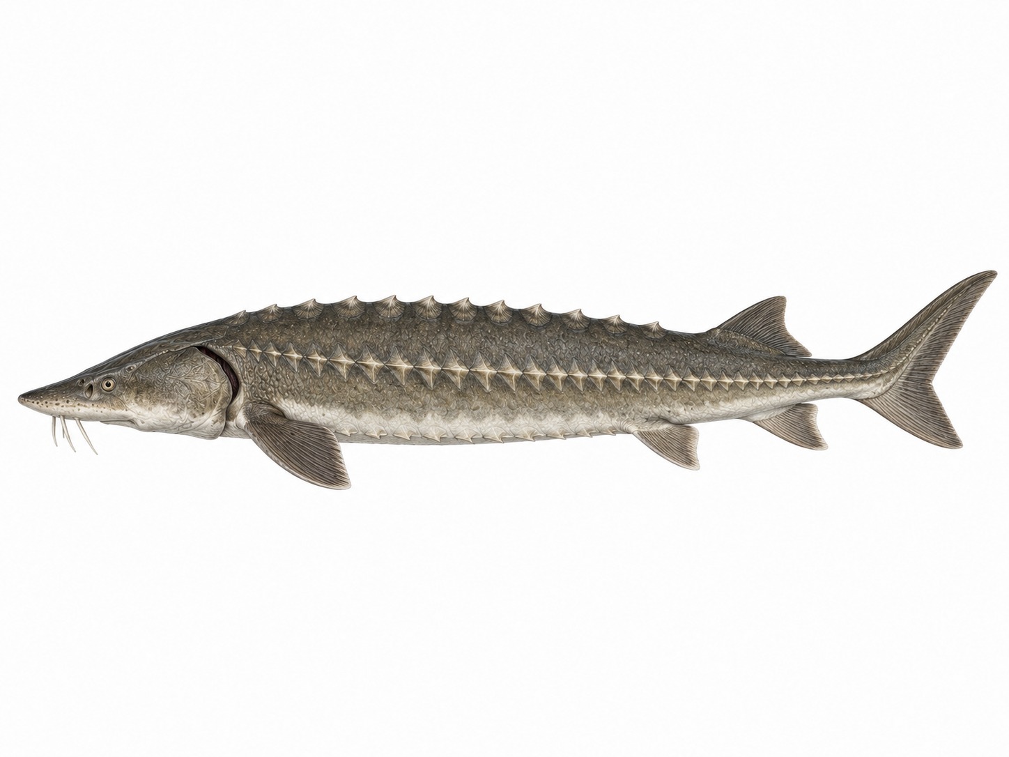 Beluga-stør