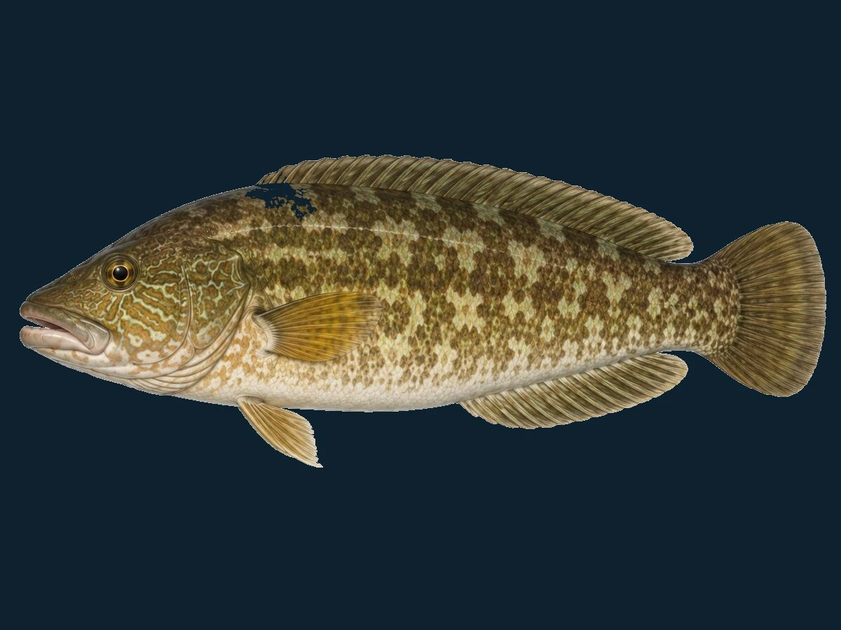 Berggylte