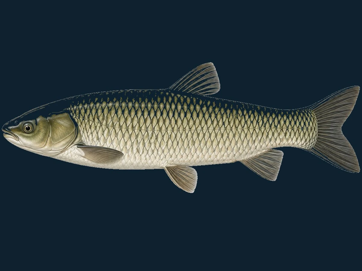 Græskarpe