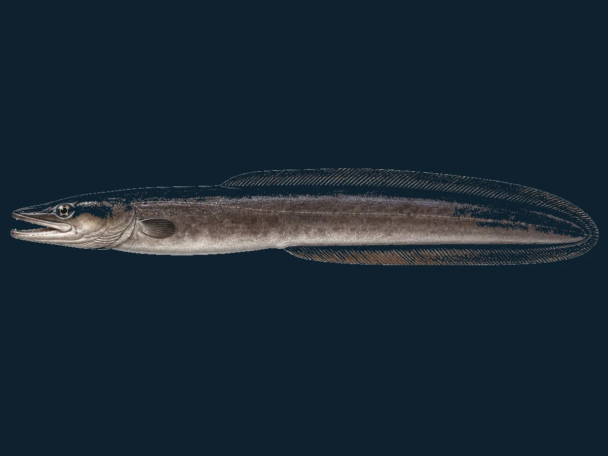 Havål