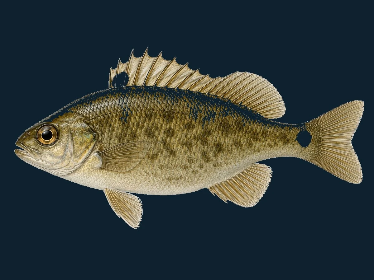 Havkarusse