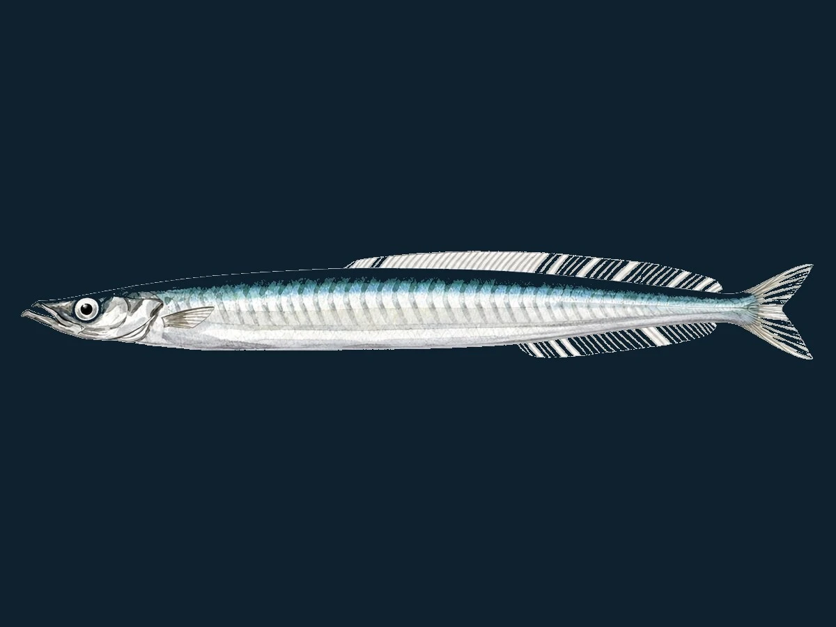 Havtobis