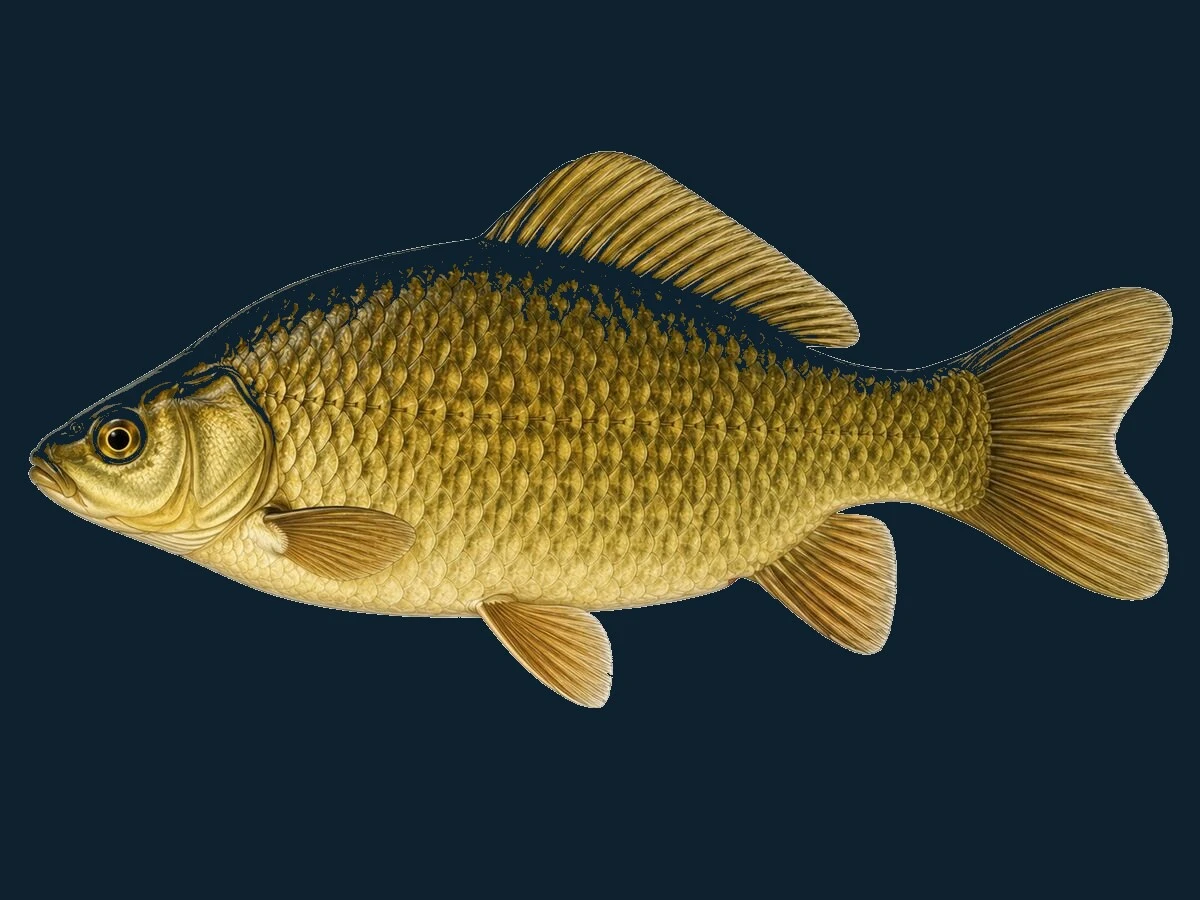 Karusse