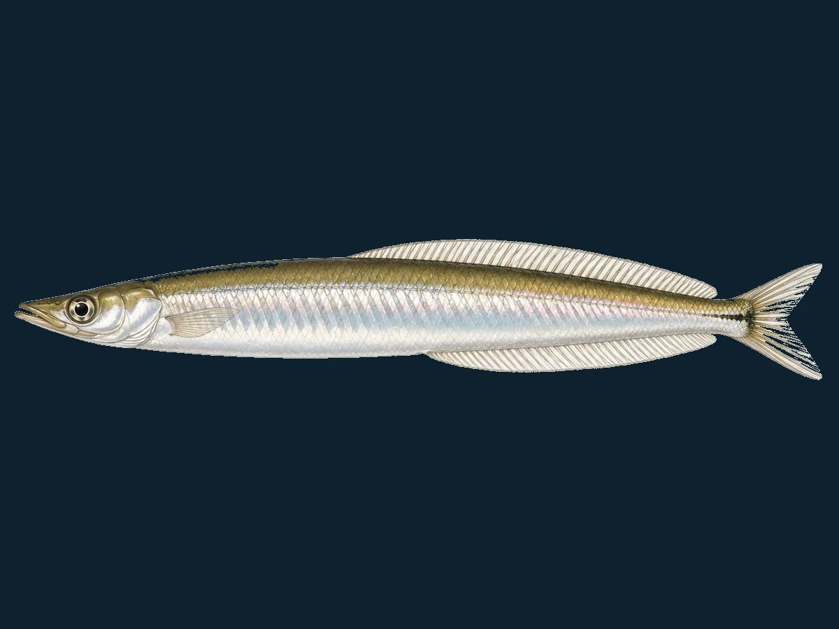Kysttobis