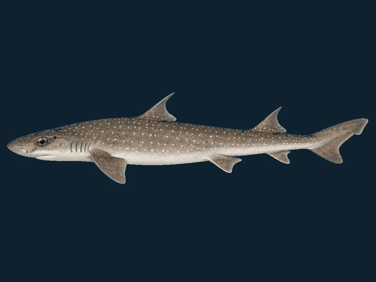 Pighaj