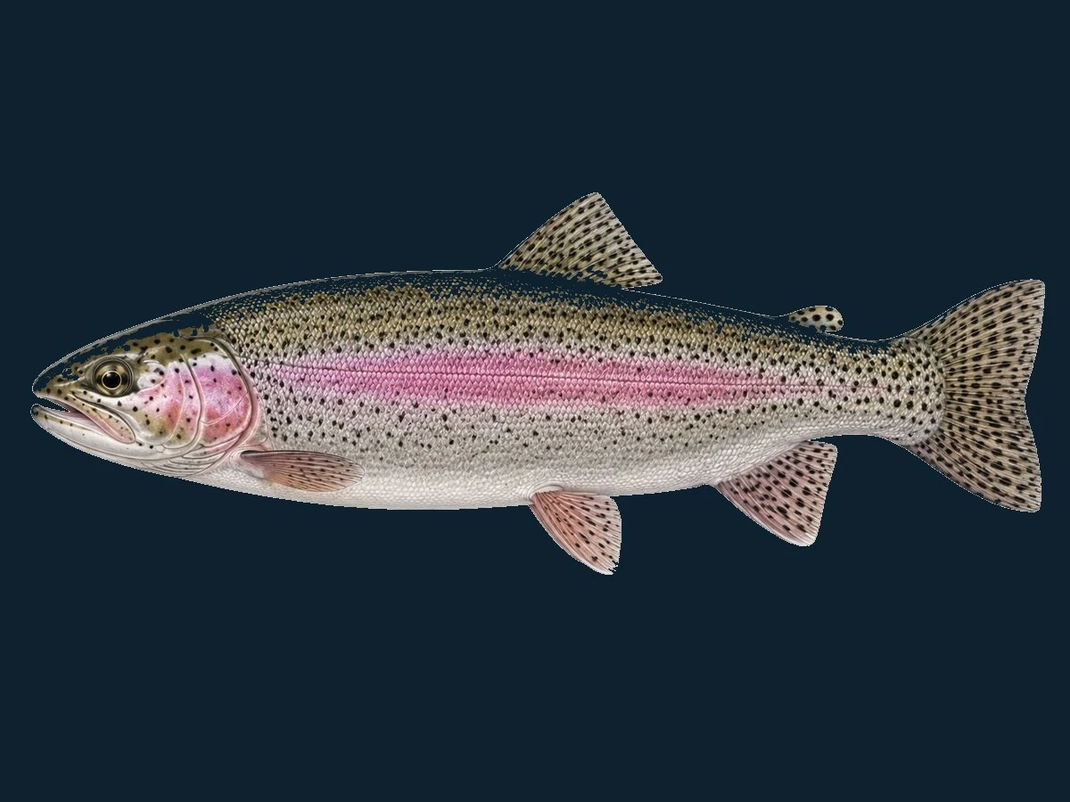 Regnbueørred