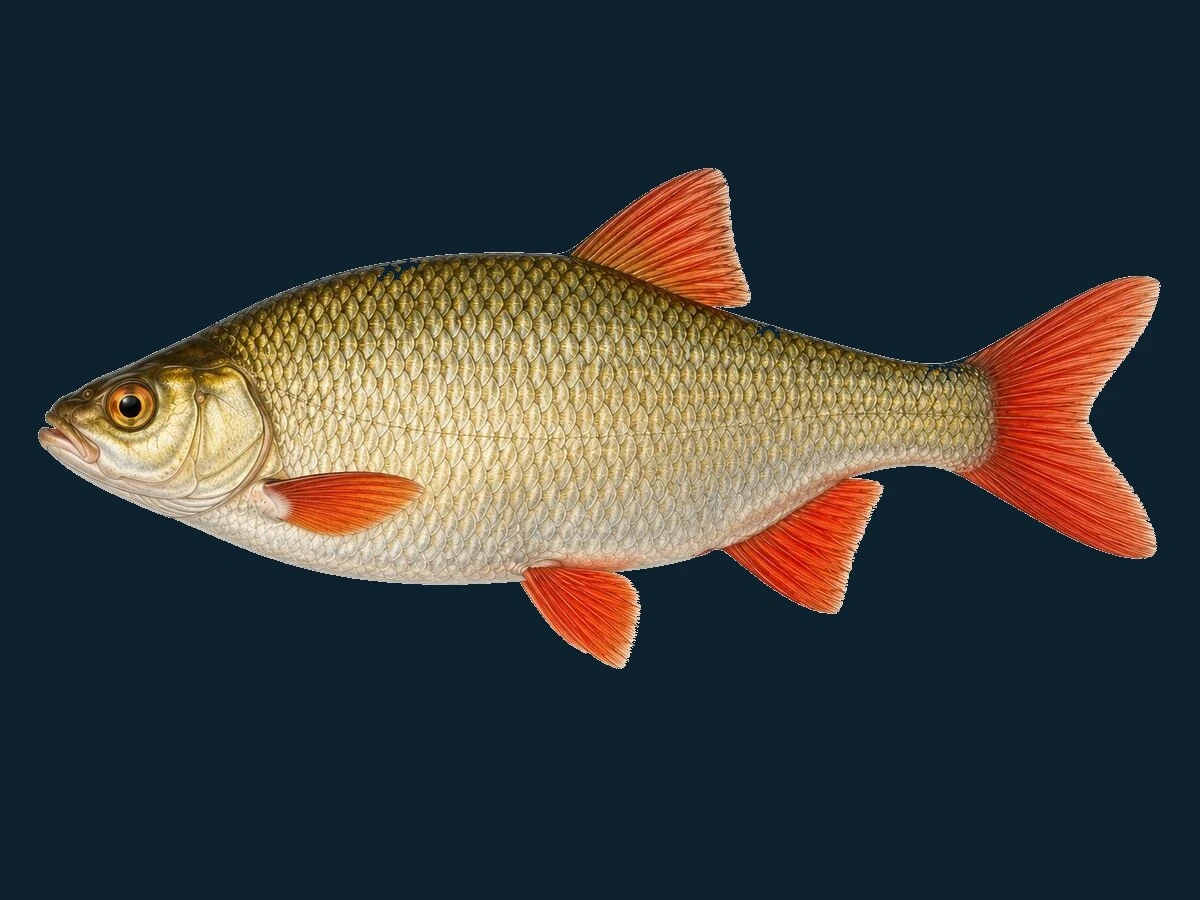 Rudskalle