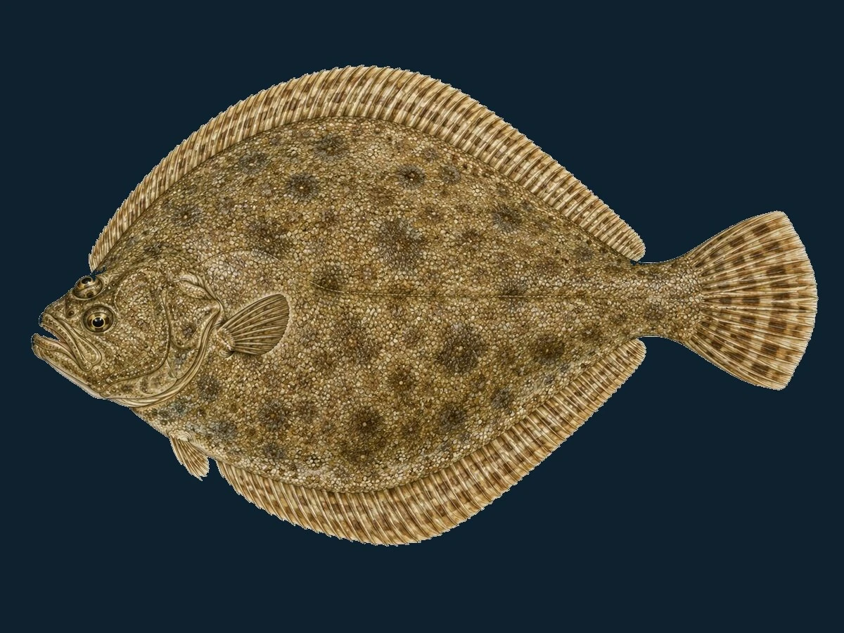 Skrubbe