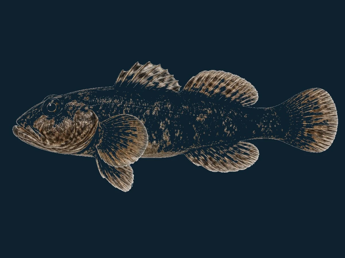 Sortkutling