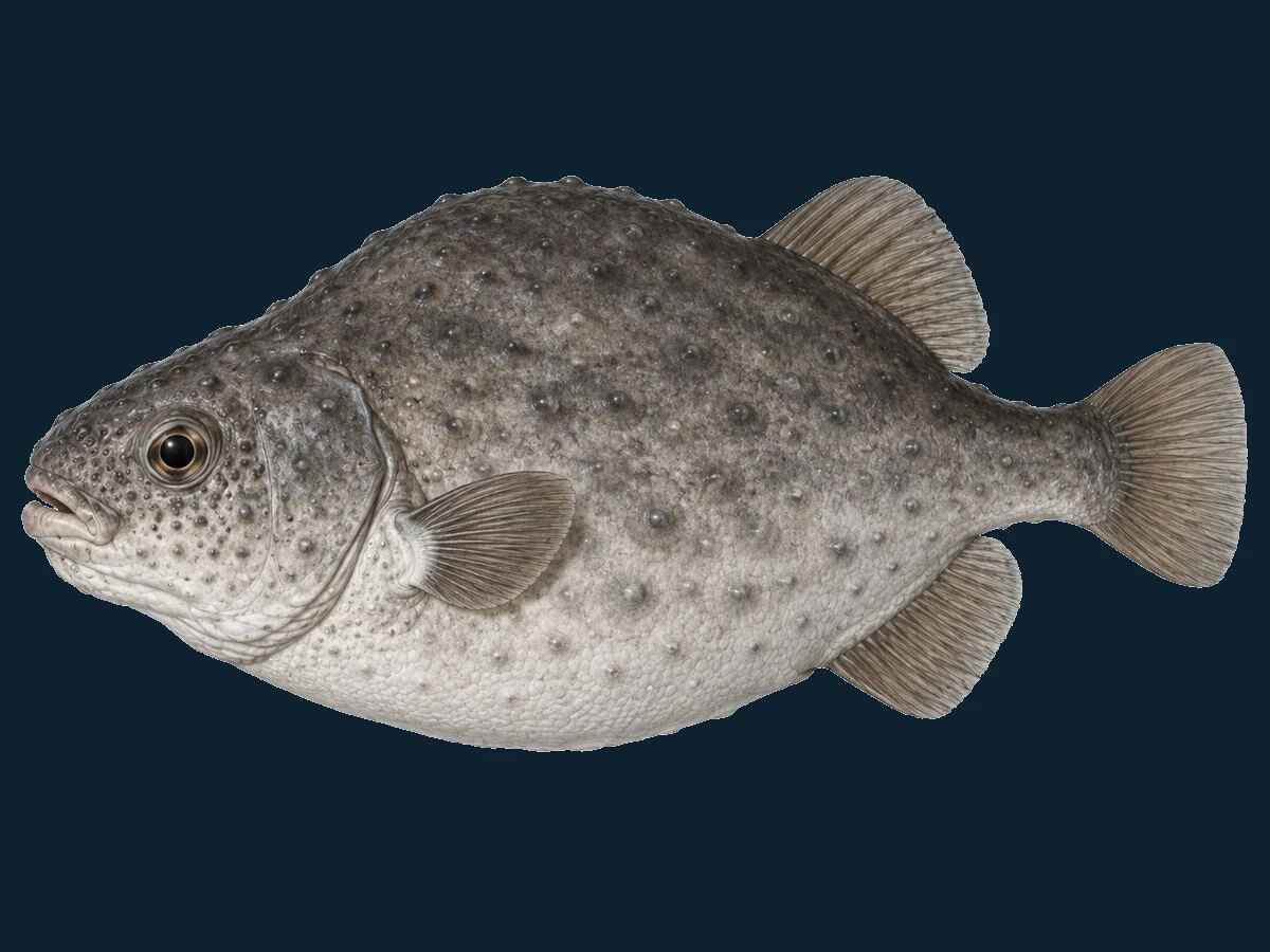 Stenbider