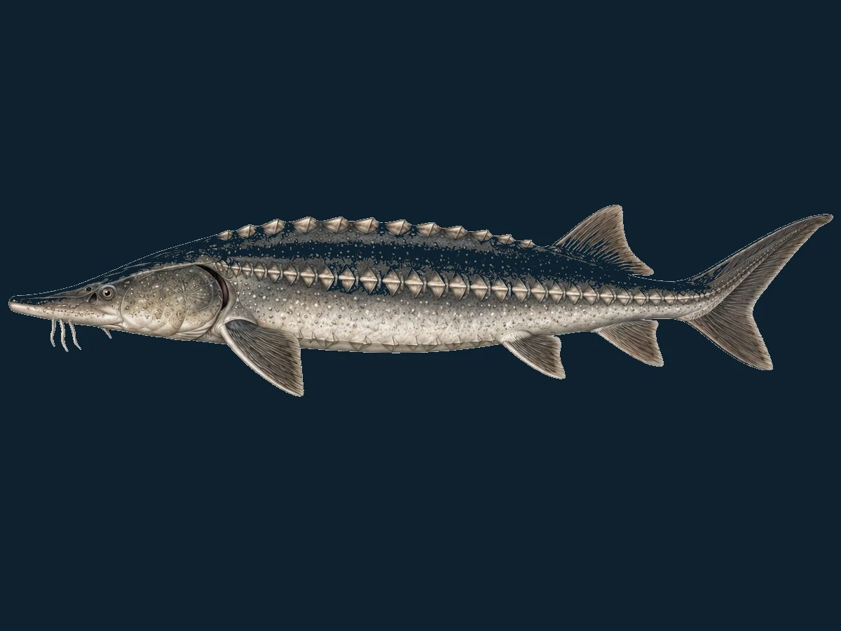 Stør