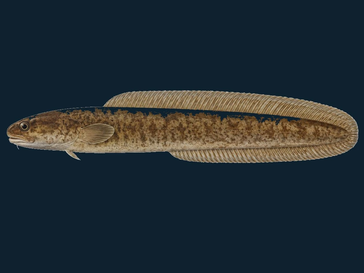 Tangspræl