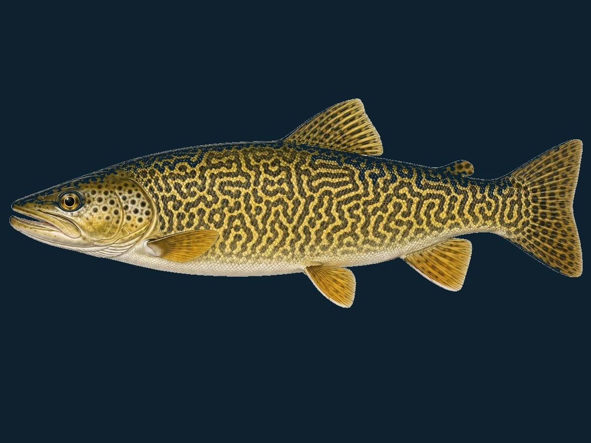 Tigerørred